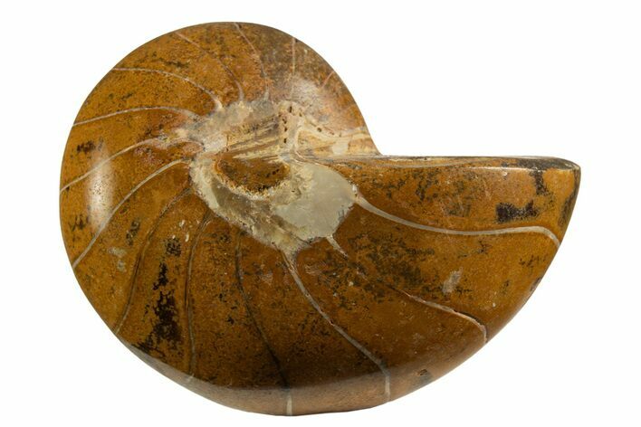 Polished Fossil Nautilus (Cymatoceras) - Unusual Orange Color! #329248
